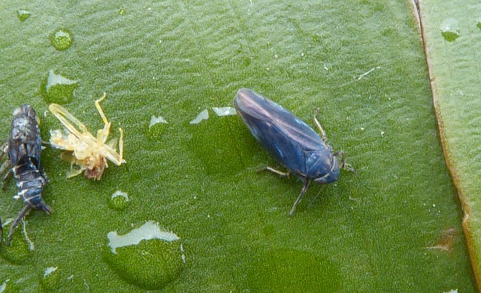 kan een groene rietcicade ook blauw zijn?